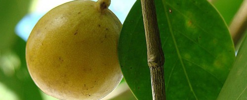 Αν κάτσεις κάτω από αυτό το δέντρο, κάηκες. Κυριολεκτικά!