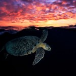 Θαλάσσιες χελώνες και στο Σφακάκι εντόπισαν για πρώτη φορά οι εθελοντές του «ΑΡΧΕΛΩΝ»