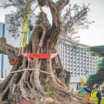 Υπεραιωνόβιες ελιές «μετακόμισαν» στην Αθήνα