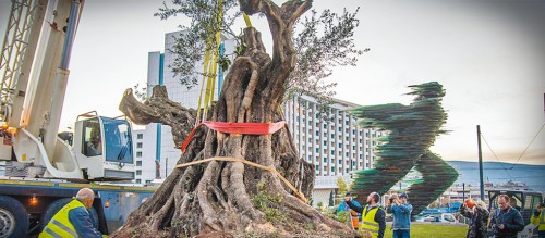 Υπεραιωνόβιες ελιές «μετακόμισαν» στην Αθήνα