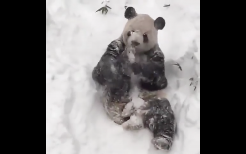 Ποιος «κάτοικος» της Ουάσινγκτον απολαμβάνει τον χιόνι; (ΒΙΝΤΕΟ)