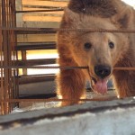 Κάτοικοι του καταφυγίου της Καφέ Αρκούδας στο Νυμφαίο θα γίνουν πολύ σύντομα τρεις αρκούδες από την Αλβανία.
