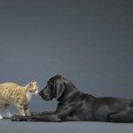 Γάτα και σκύλος: ποιο κατοικίδιο αγαπά περισσότερο τον άνθρωπο;