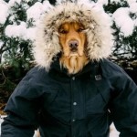 Άσπεν: το νέο τετράποδο αστέρι των social media (ΕΙΚΟΝΕΣ)