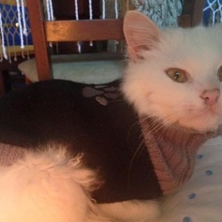 Το επικό ταξίδι μιας γάτας-πρόσφυγα