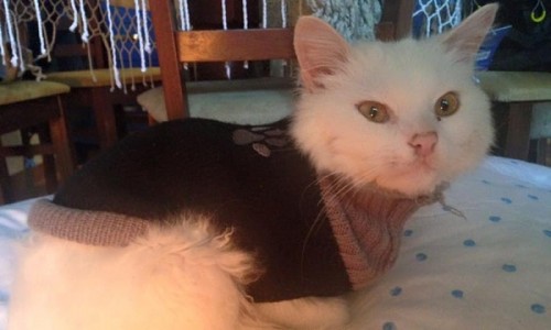 Το επικό ταξίδι μιας γάτας-πρόσφυγα