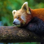 To κόκκινο πάντα είναι η φωτογραφία της ημέρας