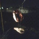 Κάρφωσαν γουρουνοκεφαλή στο hotspot του Σχιστού