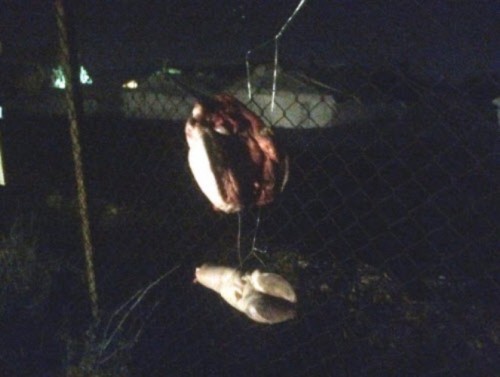 Κάρφωσαν γουρουνοκεφαλή στο hotspot του Σχιστού