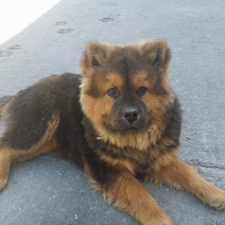 Bρείτε το χαμένο σας κατοικίδιο και όχι μόνο, άμεσα και δωρεάν με το Poochpin.com