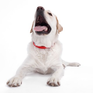 Η γονιμότητα των σκύλων έχει μειωθεί αισθητά τις τελευταίες τρεις δεκαετίες