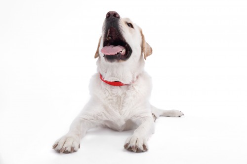 Η γονιμότητα των σκύλων έχει μειωθεί αισθητά τις τελευταίες τρεις δεκαετίες