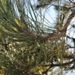 Βρέθηκε απολίθωμα πεύκου 140 εκατομμυρίων ετών