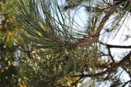 Βρέθηκε απολίθωμα πεύκου 140 εκατομμυρίων ετών