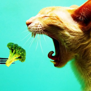 Ζήτω η Χορτοφαγία! Κατάρα στην Τσικνοπέμπτη!