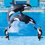 Νίκη της Οικολογίας: Τα θεματικά πάρκα SeaWorld σταματούν το πρόγραμμα αναπαραγωγής φαλαινών σε αιχμαλωσία