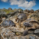 Χελώνες της Αλντάμπρα στις Σεϋχέλλες: Η φωτογραφία της ημέρας από το National Geographic
