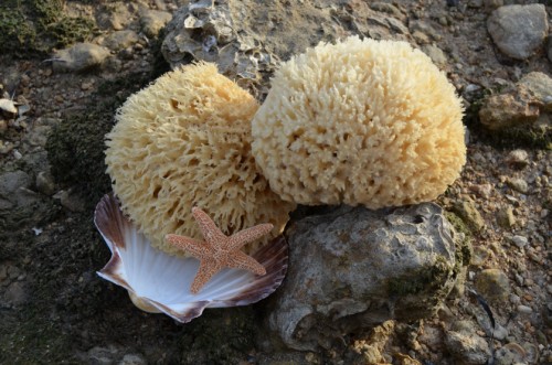 Ποια είναι τα πρώτα ζώα που εμφανίστηκαν στη γη;