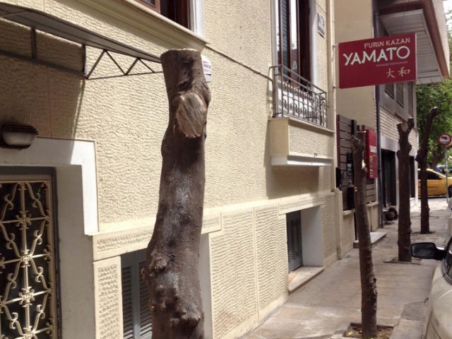 Ποιος πήγε και έκοψε τις νεραντζιές της οδού Αλκιμάχου;