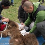 Θεσσαλονίκη: Ελεύθερος στη φύση ο Πάτρικ, το ορφανό αρκουδάκι που βρήκε και περιέθαλψε ο «Αρκτούρος»