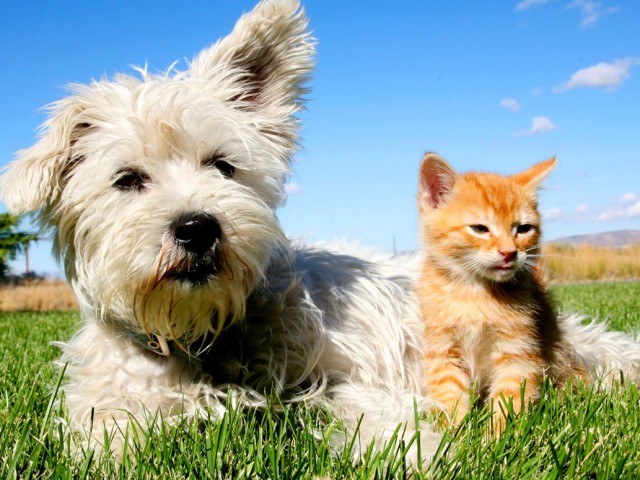 Σε 10 χρόνια θα μπορούμε να μιλάμε με τους σκύλους και τις γάτες μας;