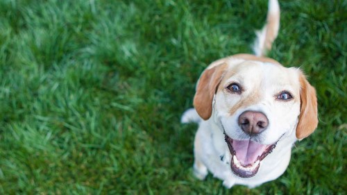 Κιλκίς: Άνδρας δολοφόνησε αδέσποτο σκύλο