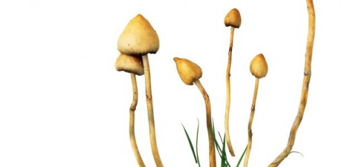 Τα παραισθησιογόνα μανιτάρια στη μάχη εναντίον της κατάθλιψης