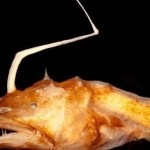 Ανακοινώθηκε το Top 10 των σημαντικότερων νέων ειδών για το 2016