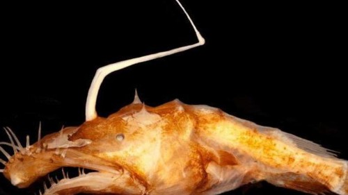 Ανακοινώθηκε το Top 10 των σημαντικότερων νέων ειδών για το 2016