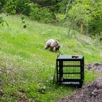 Ο Πάτρικ γύρισε μόνος του στο καταφύγιο του Αρκτούρου