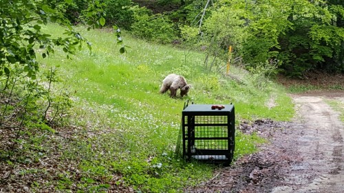 Ο Πάτρικ γύρισε μόνος του στο καταφύγιο του Αρκτούρου