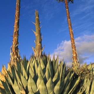 Ντολόρες, του Τάσου Παππά