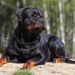 Επικίνδυνα χαρακτηρίστηκαν από την επιστημονική επιτροπή τα ροτβάιλερ, που ευθύνονται για τον θάνατο του πεντάχρονου στην Κοζάνη