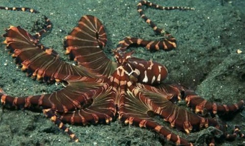 Ποια είναι τα τρωκτικά της θάλασσας;