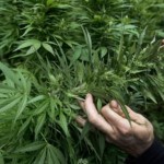 Την εκπόνηση εθνικού σχεδίου για την ιατρική κάνναβη ζητούν 36 βουλευτές του ΣΥΡΙΖΑ