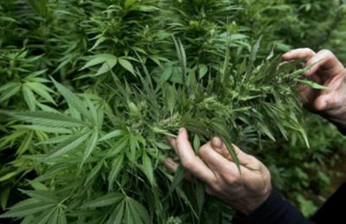 Την εκπόνηση εθνικού σχεδίου για την ιατρική κάνναβη ζητούν 36 βουλευτές του ΣΥΡΙΖΑ