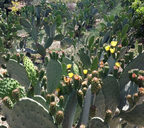 Εσύ θα πιείς κρητική «τεκίλα»;