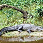 ΗΠΑ: Αλιγάτορας άρπαξε αγοράκι σε θέρετρο της Disney World