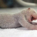 Βέλγιο: Ενα γιγάντιο πάντα γεννήθηκε τη νύκτα στο πάρκο Pairi Daiza