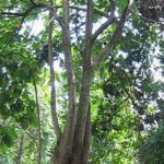 Που βρίσκεται το ψηλότερο τροπικό δέντρο στον κόσμο;