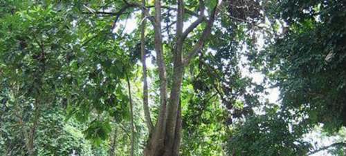Που βρίσκεται το ψηλότερο τροπικό δέντρο στον κόσμο;