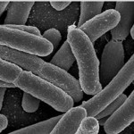 Βοιωτία: Ένας θάνατος και 45 κρούσματα γαστρεντερίτιδας στην περιοχή