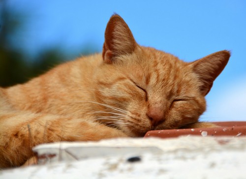 Βόλος: Καταδικάστηκε σε δύο χρόνια φυλάκιση και χρηματικό πρόστιμο για τη δολοφονία γάτας