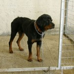 Κοζάνη: Έγινε ευθανασία στα τέσσερα από τα οκτώ ροτβάιλερ