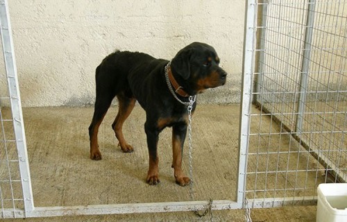 Κοζάνη: Έγινε ευθανασία στα τέσσερα από τα οκτώ ροτβάιλερ