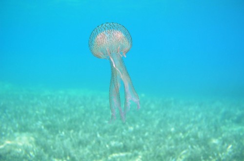 Βλέπετε μέδουσες στη θάλασσα; Ψυχραιμία και …ενημερώστε το «Αρχιπέλαγος»