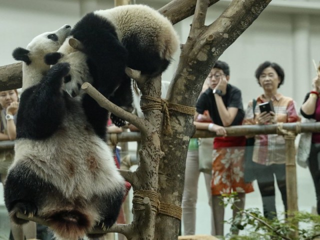 Μαλαισία: Γέννηση ενός δεύτερου γιγάντιου πάντα