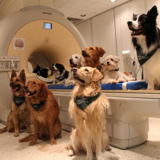 Ο εγκέφαλος των σκύλων «πιάνει» τόσο τι λένε οι άνθρωποι όσο και πώς το λένε