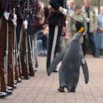 Ο πιγκουίνος σερ Νιλς Όλαφ προήχθη σε ταξίαρχο στον Ζωολογικό Κήπο του Εδιμβούργου