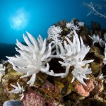 Και οι ωκεανοί «ασθενούν» εξαιτίας της υπερθέρμανσης του πλανήτη, προειδοποιούν οι επιστήμονες